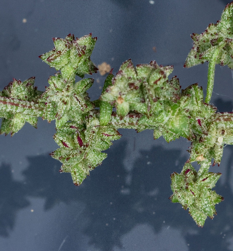 Atriplex prostrata - &copy; Charles Hipkin