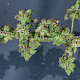 Atriplex prostrata