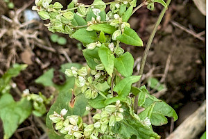 Black-bindweed: Fallopia convolvulus