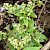Fallopia convolvulus - &copy; Charles Hipkin