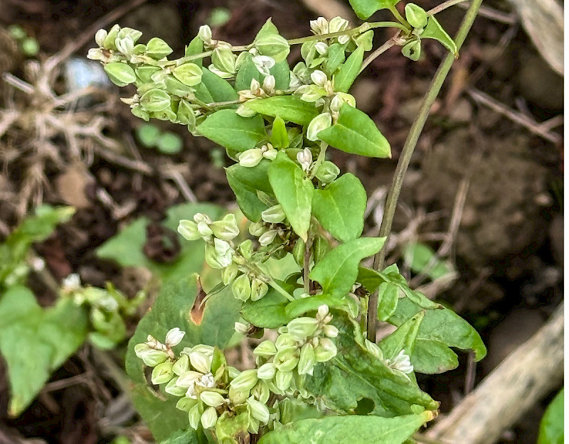 Fallopia convolvulus - &copy; Charles Hipkin