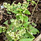 Fallopia convolvulus