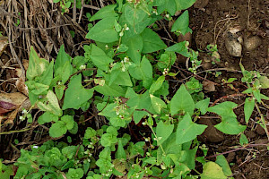 Black-bindweed: Fallopia convolvulus