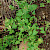 Fallopia convolvulus - &copy; Charles Hipkin