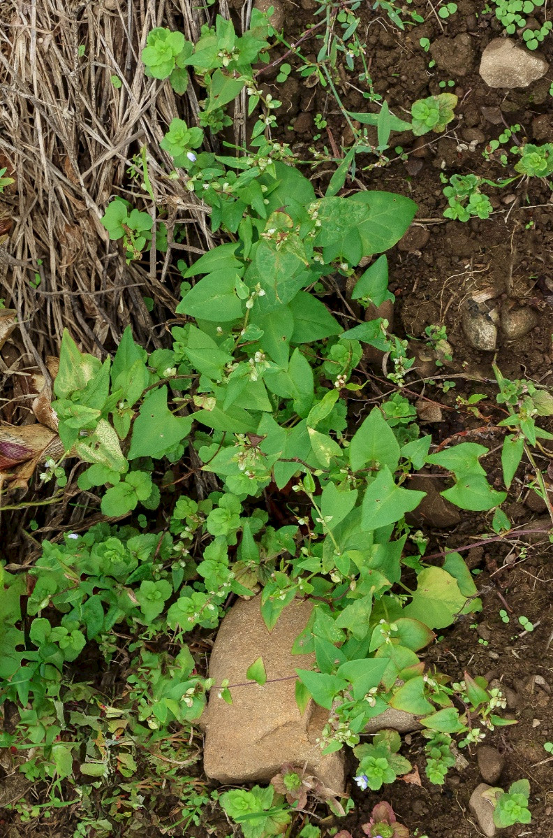 Fallopia convolvulus - &copy; Charles Hipkin