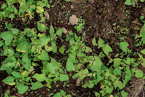 Black-bindweed: Fallopia convolvulus