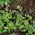 Fallopia convolvulus - &copy; Charles Hipkin