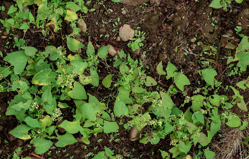 Fallopia convolvulus - &copy; Charles Hipkin