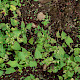 Fallopia convolvulus