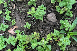 Field Woundwort: Stachys arvensis