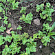 Stachys arvensis
