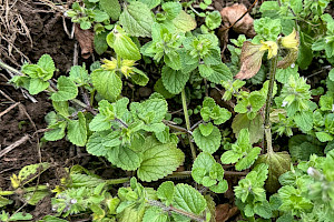 Field Woundwort: Stachys arvensis