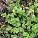 Stachys arvensis