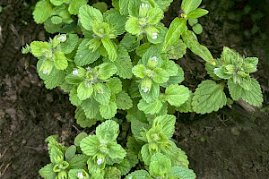 Field Woundwort: Stachys arvensis