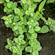 Stachys arvensis