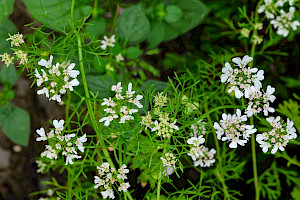 Coriander: Coriandrum sativum