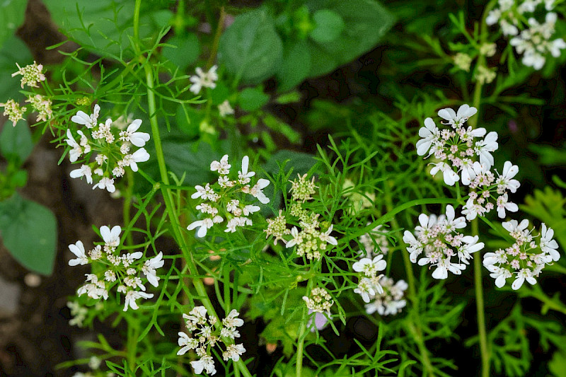 Coriandrum sativum - &copy; Charles Hipkin