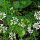 Coriandrum sativum