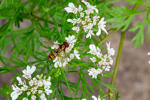 Coriander: Coriandrum sativum