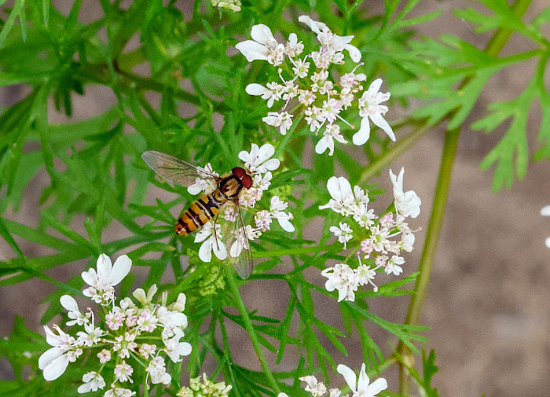 Coriandrum sativum - &copy; Charles Hipkin