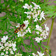 Coriandrum sativum