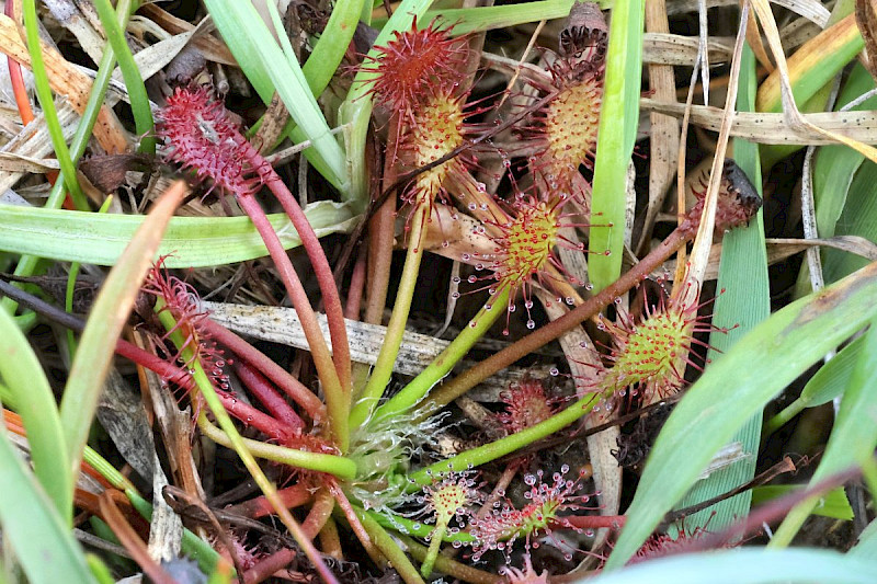 Drosera intermedia - &copy; Barry Stewart