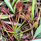 Drosera intermedia