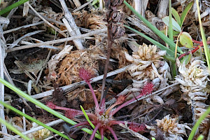 Oblong-leaved Sundew: Drosera intermedia