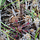 Drosera intermedia