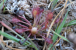 Oblong-leaved Sundew: Drosera intermedia