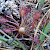Drosera intermedia - &copy; Barry Stewart