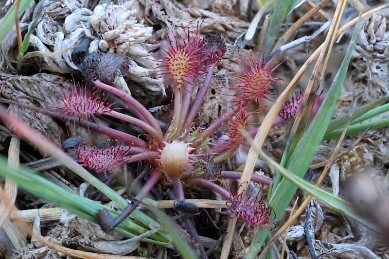 Drosera intermedia - &copy; Barry Stewart