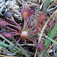 Drosera intermedia
