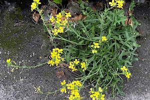 Perennial Wall-rocket: Diplotaxis tenuifolia