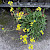Diplotaxis tenuifolia - &copy; Charles Hipkin