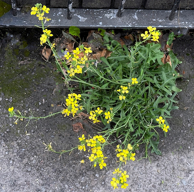 Diplotaxis tenuifolia - &copy; Charles Hipkin