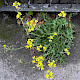 Diplotaxis tenuifolia