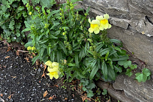 Snapdragon: Antirrhinum majus