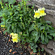 Antirrhinum majus