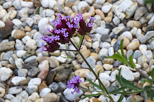 Argentinian Vervain: Verbena bonariensis