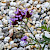 Verbena bonariensis
