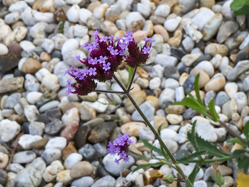 Verbena bonariensis