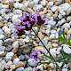 Verbena bonariensis