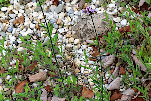 Argentinian Vervain: Verbena bonariensis