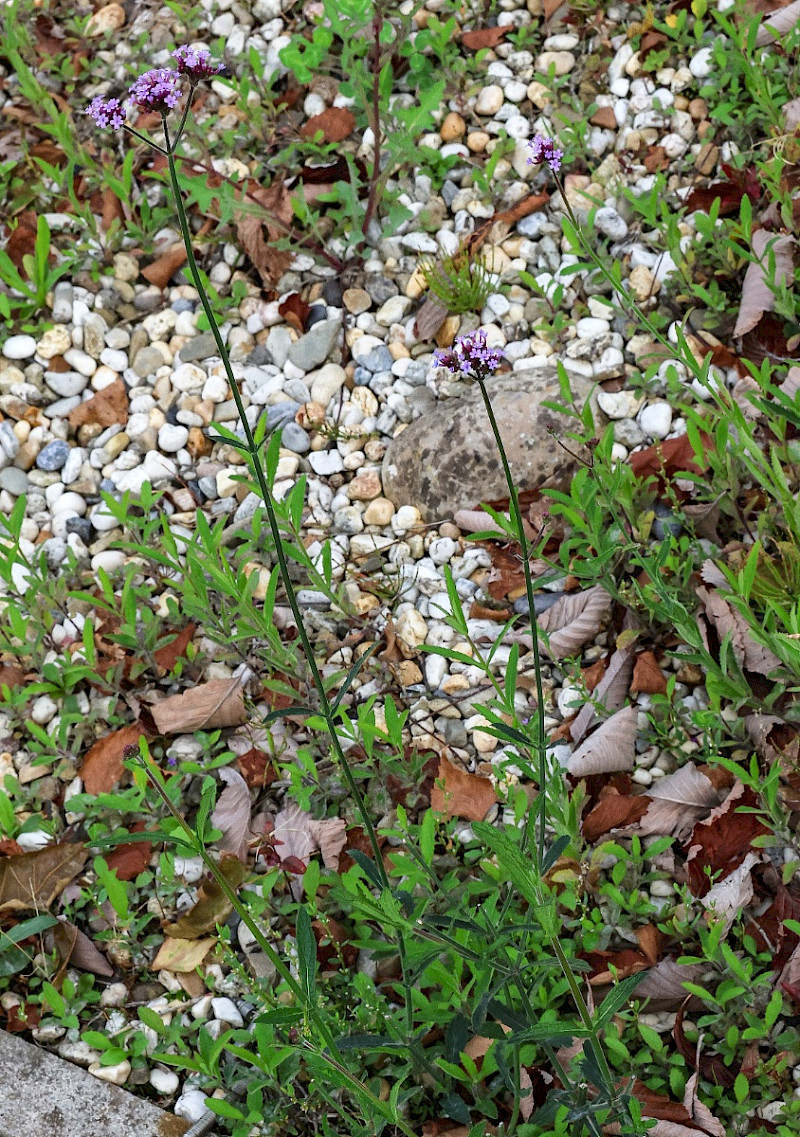 Verbena bonariensis - &copy; Charles Hipkin