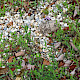 Verbena bonariensis