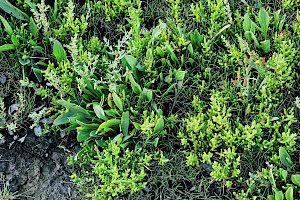 One-flowered Glasswort: Salicornia pusilla
