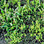 Salicornia pusilla - &copy; Charles Hipkin
