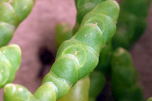 One-flowered Glasswort: Salicornia pusilla