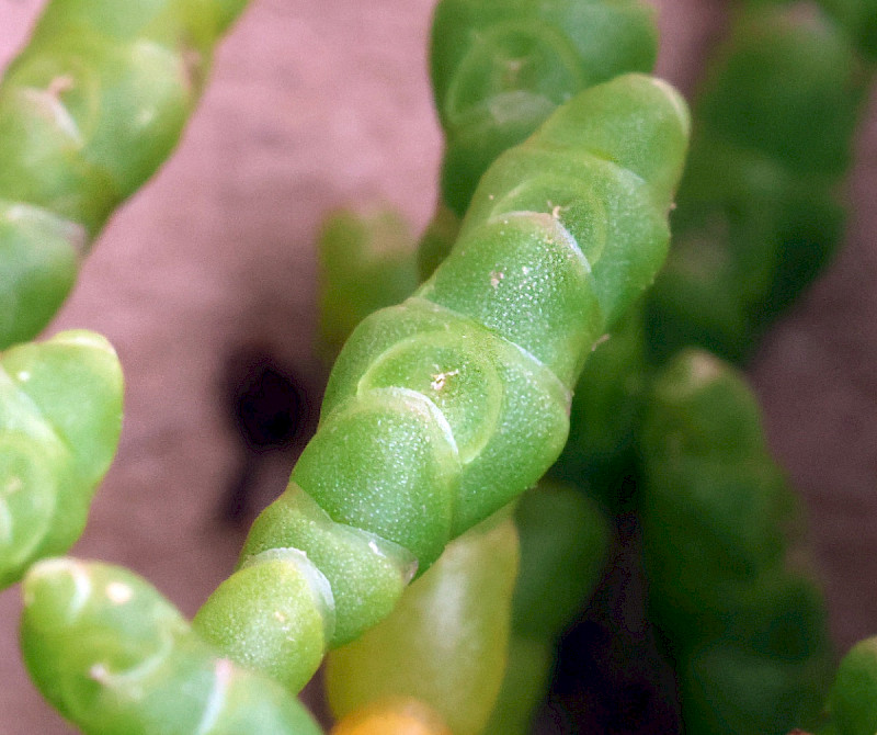 Salicornia pusilla - &copy; Charles Hipkin